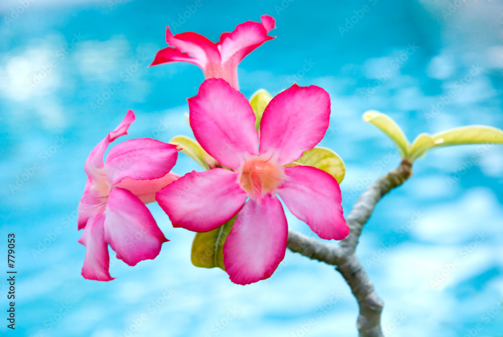 Obraz premium desert rose