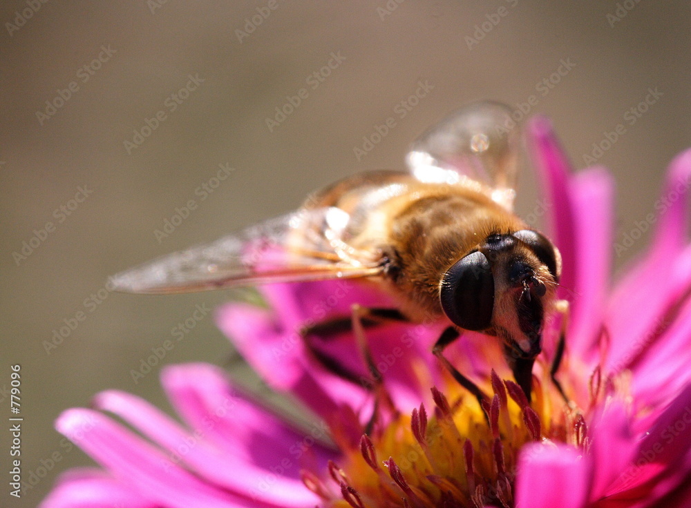 Fotografie nectar