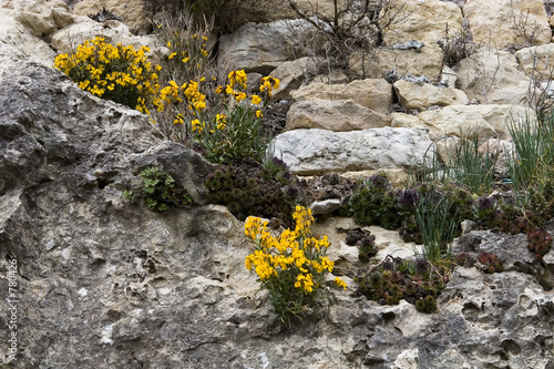 plante des rocailles