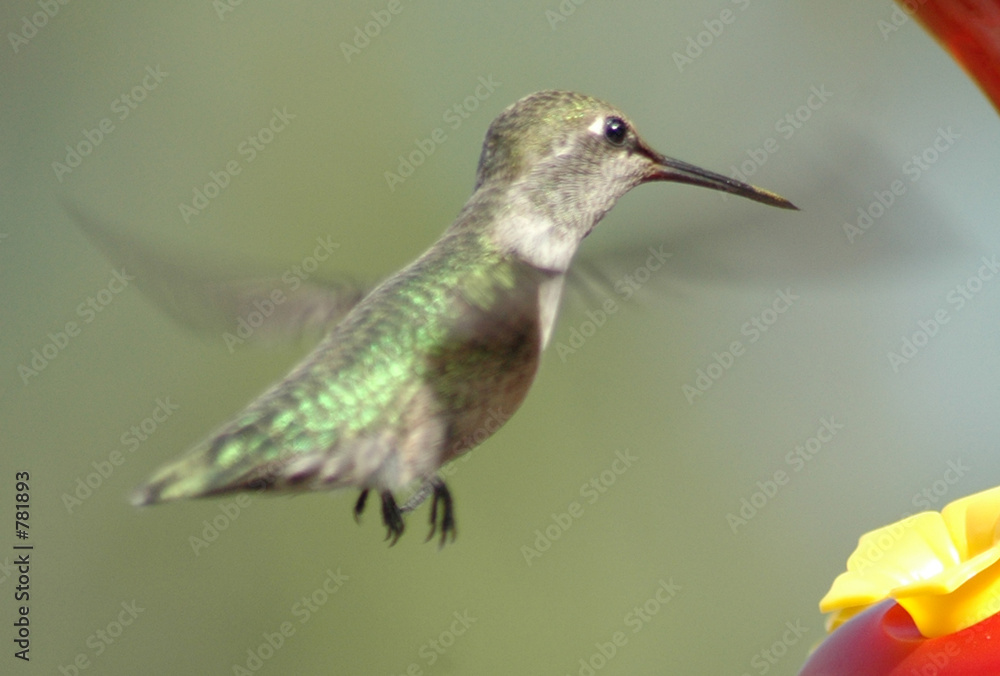 Fototapeta premium hummingbird hovering