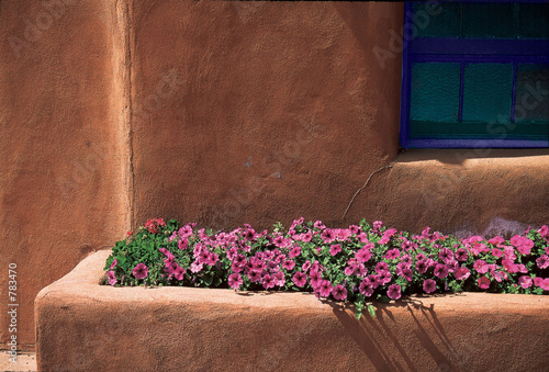 taos flowers