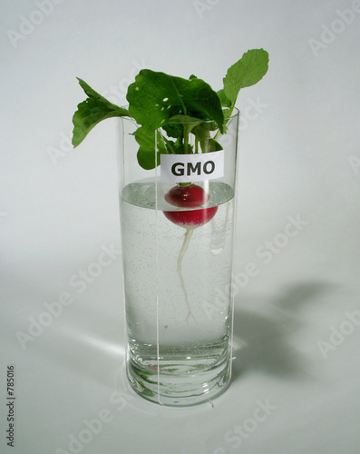 gmo4 photo