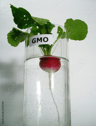 gmo6 photo