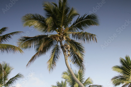 palm tree climber