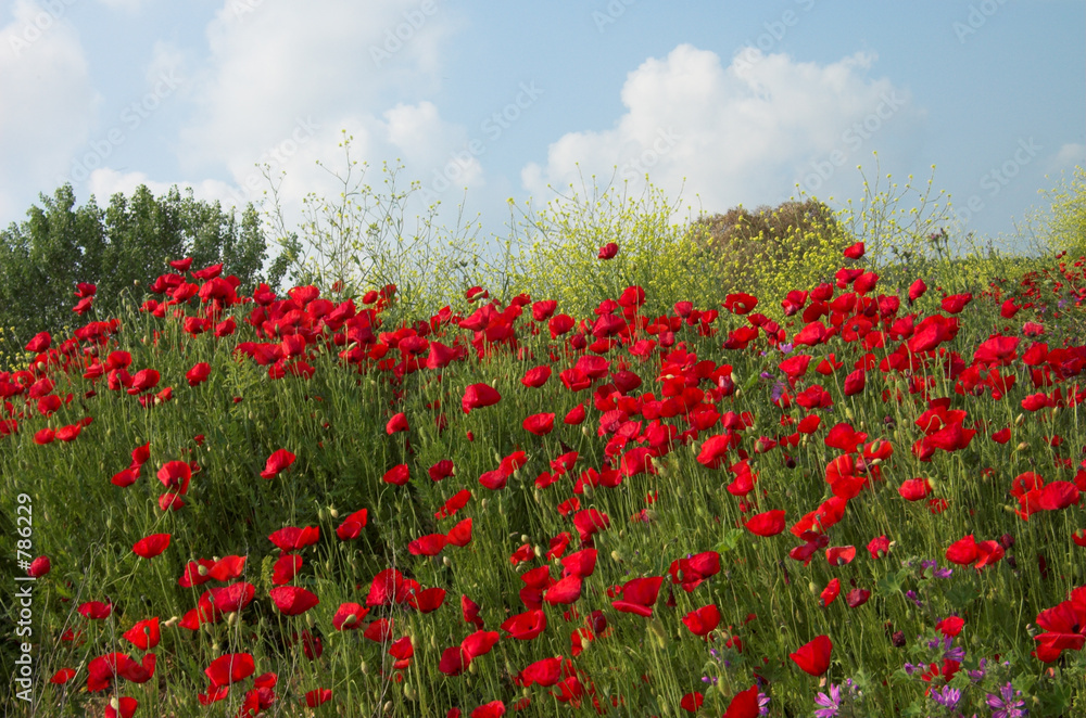 poppies and sky 2