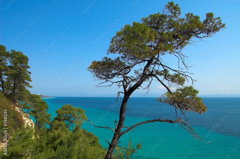 pines near the ocean