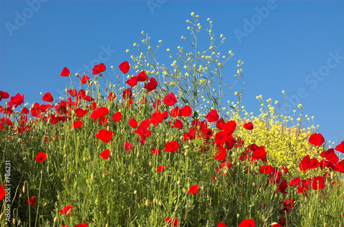 poppies and sky 3