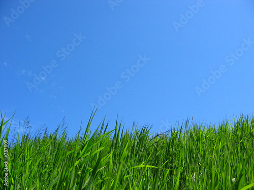 green grass   blue sky