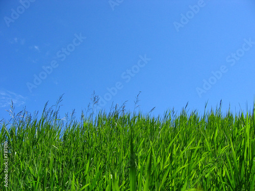 green grass & blue sky
