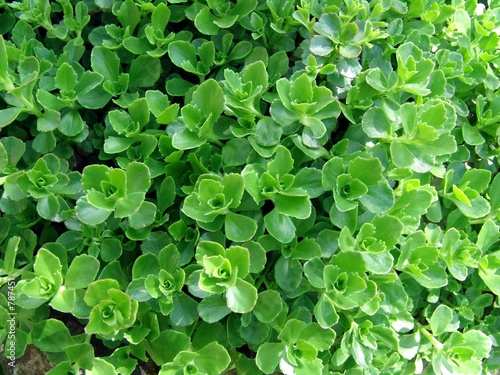 green plants close-up