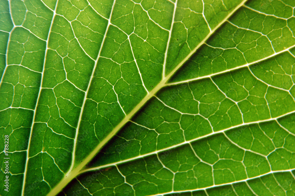 feuille verte feuille verte