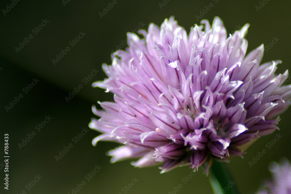 chive chive