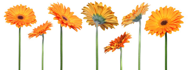 Handdoek met foto Gerbera Kleurrijke gerbera bloemen close-up  © Emilia Stasiak