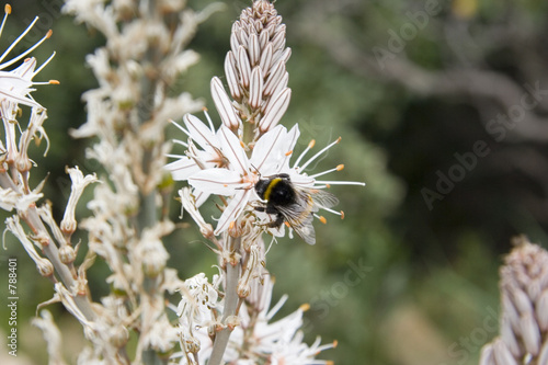 white wildflower with a honey bee