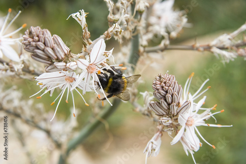 white wildflower with a honey bee