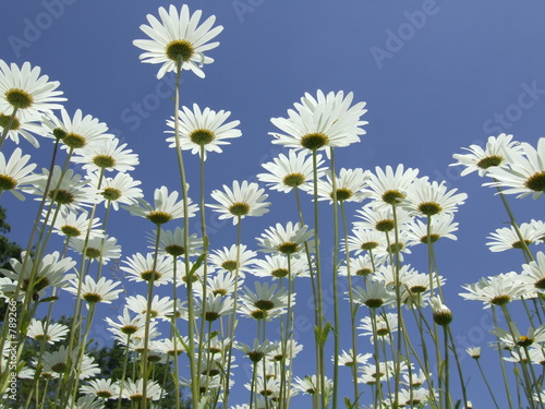 Fotografie marguerites