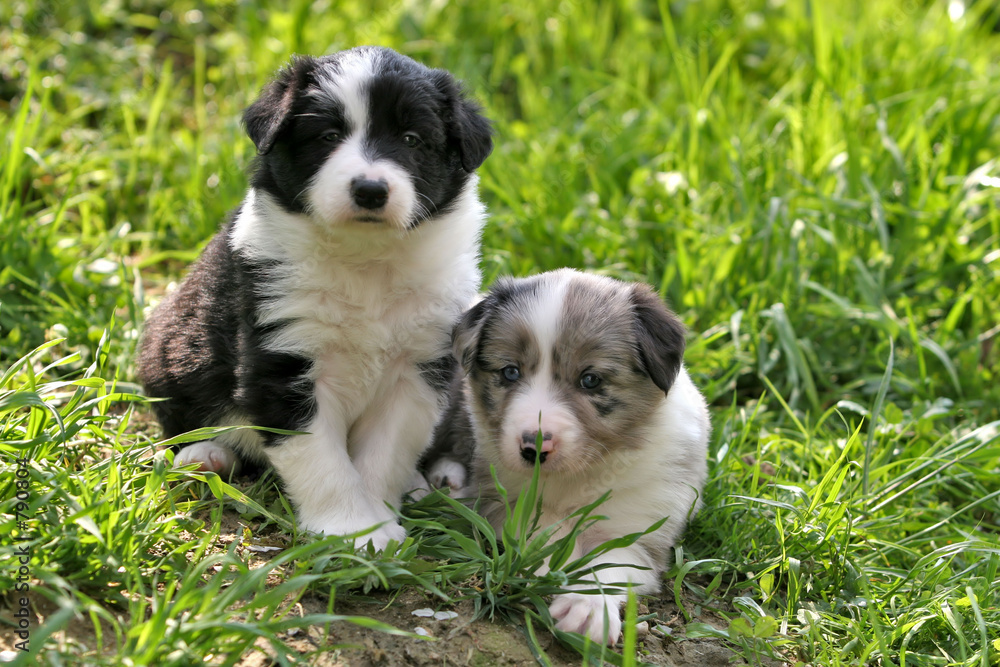 two young border collies