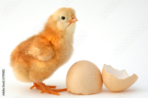 chick new born