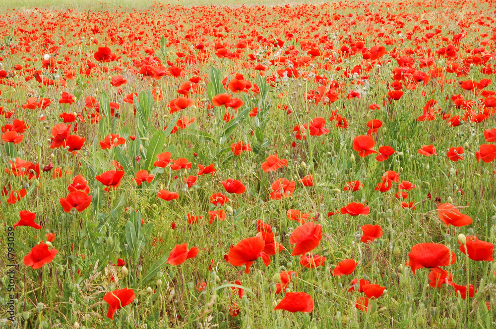 coquelicots dans la prairie