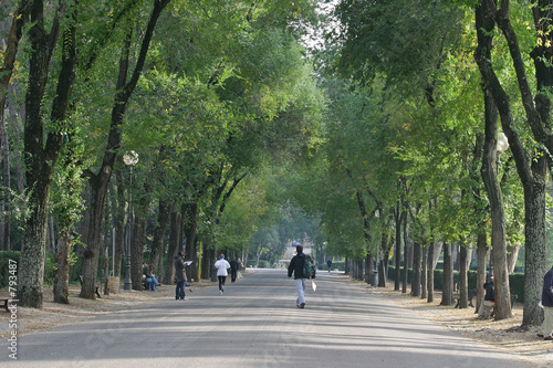 Wallpaper Mural fall in the park Torontodigital.ca