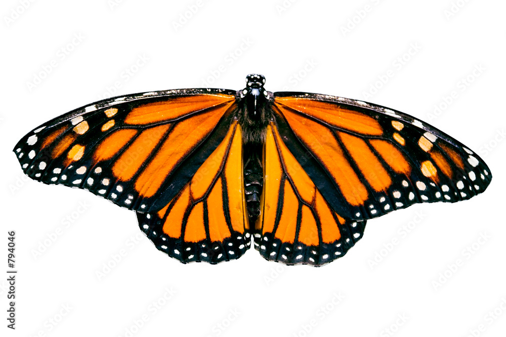 Fototapeta premium isolated monarch butterfly