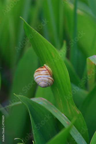 snail on the leaf of lily of the valley