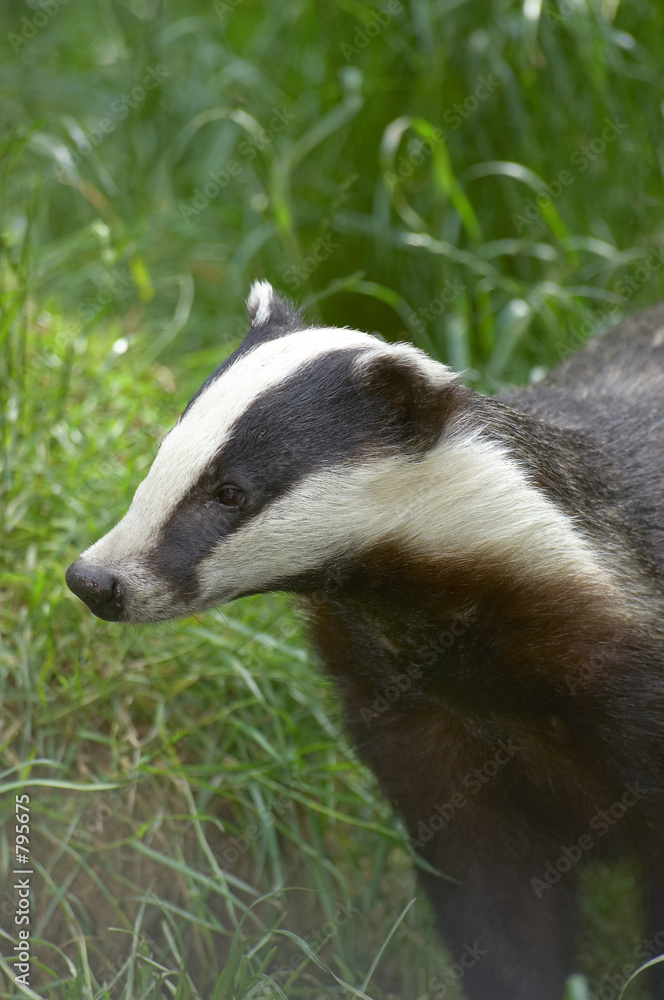 badger badger