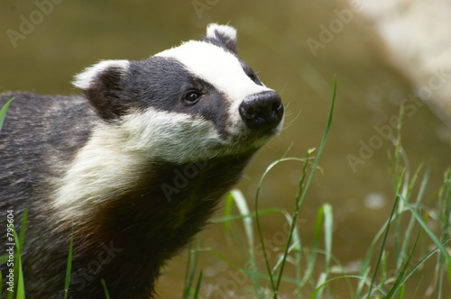 Obraz na płótnie badger