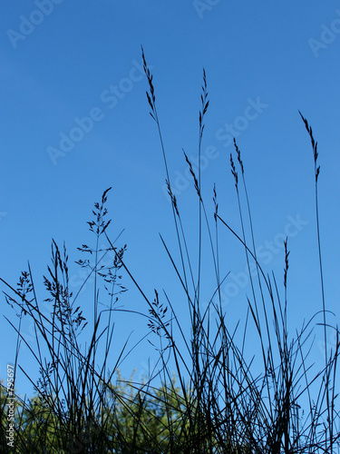 gräser vor blauem himmel