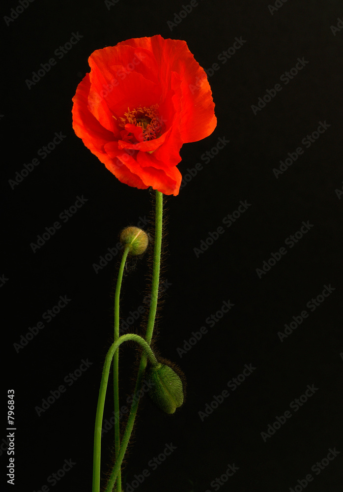 mohn