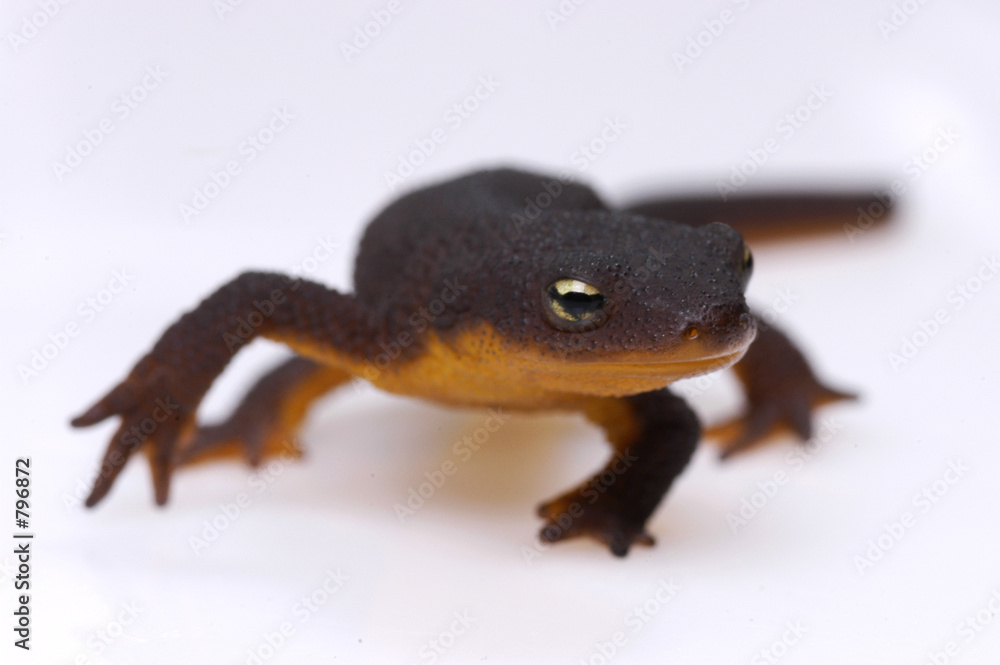 Obraz premium newt on white background
