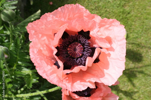 rosa mohnblume von oben photo