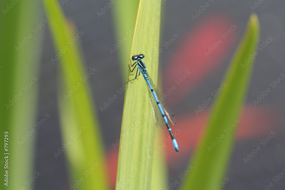 Fototapeta premium dragon fly