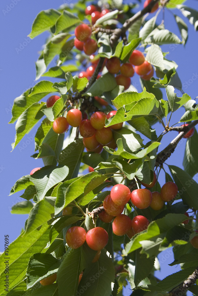cerises cerises