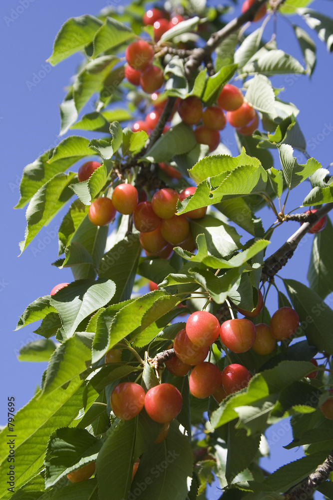 cerises