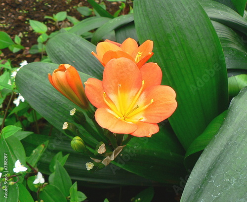 clivia photo