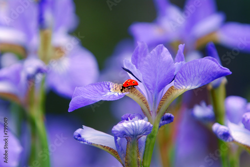 high contrast ladybug