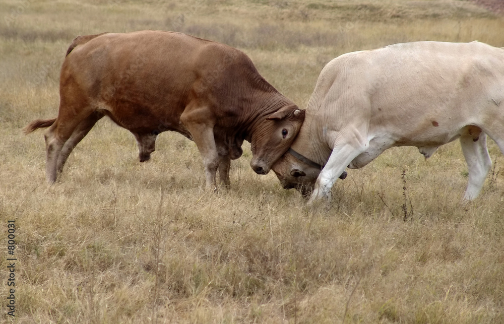 bulls fighting