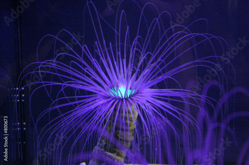 Obraz na płótnie flower coral w salonie