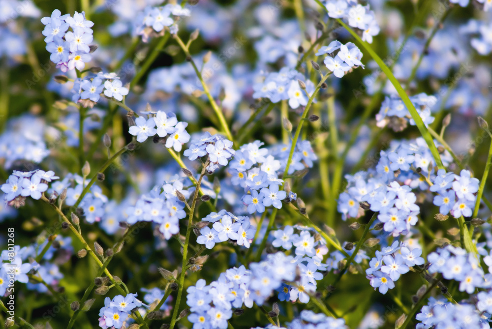 forget me not background forget me not background