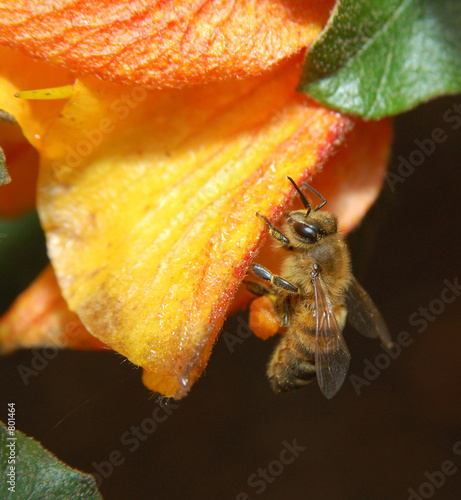 honey bee working photo