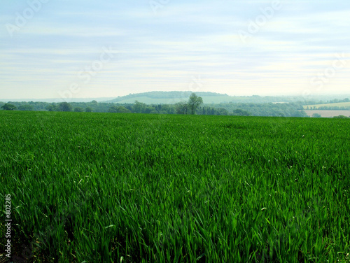 crop field photo