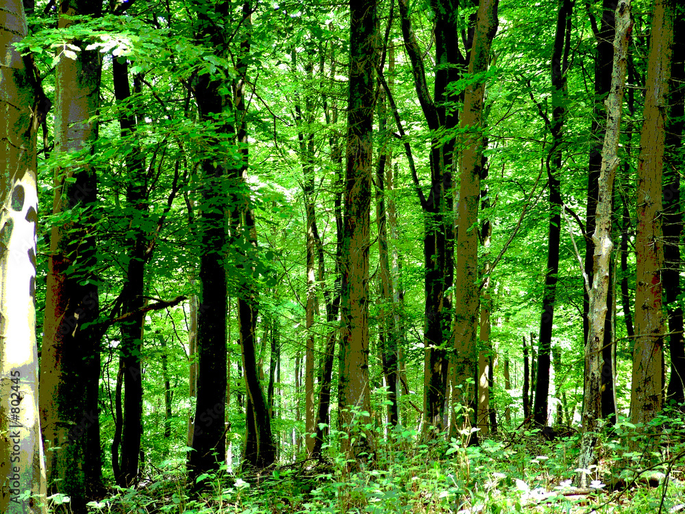 forest forest