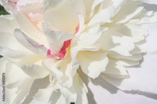peony