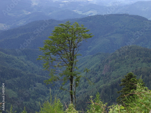 baum