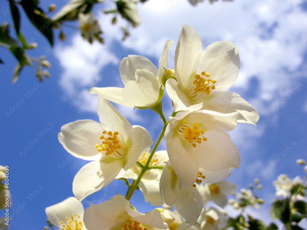 flowering sky flowering sky