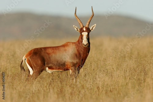 blesbok antelope