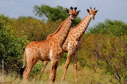 giraffe pair