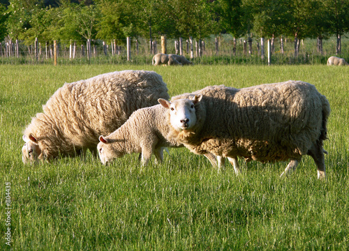 sheep grazing 3
