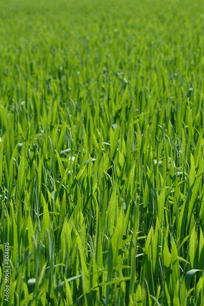 kornfeld 6 kornfeld 6